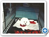 whitedog